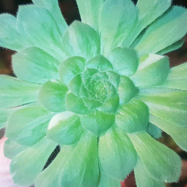 Plant image Aeonium Tabuliforme Variegata