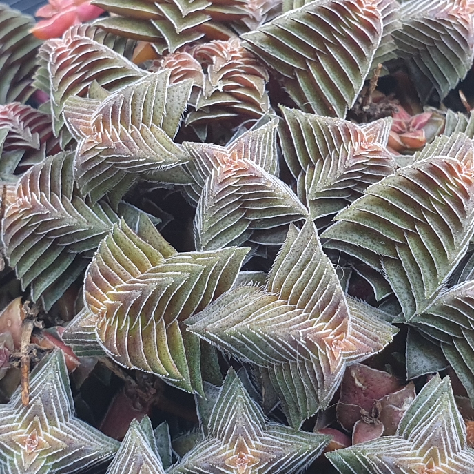 Plant image Crassula Capitella ssp. Thyrsiflora