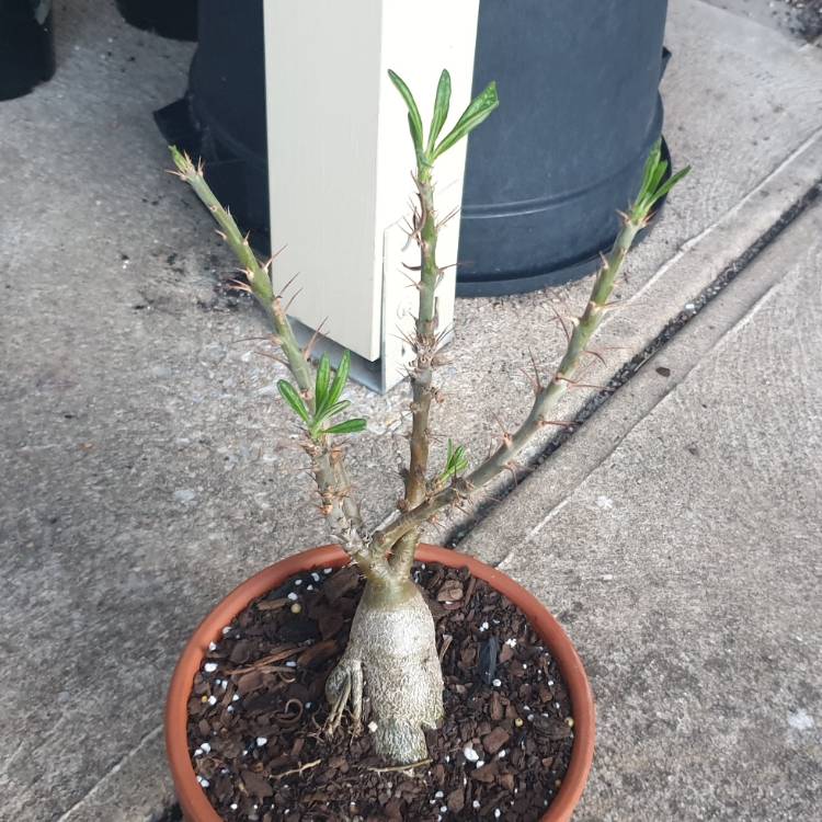 Plant image Pachypodium Bispinosum