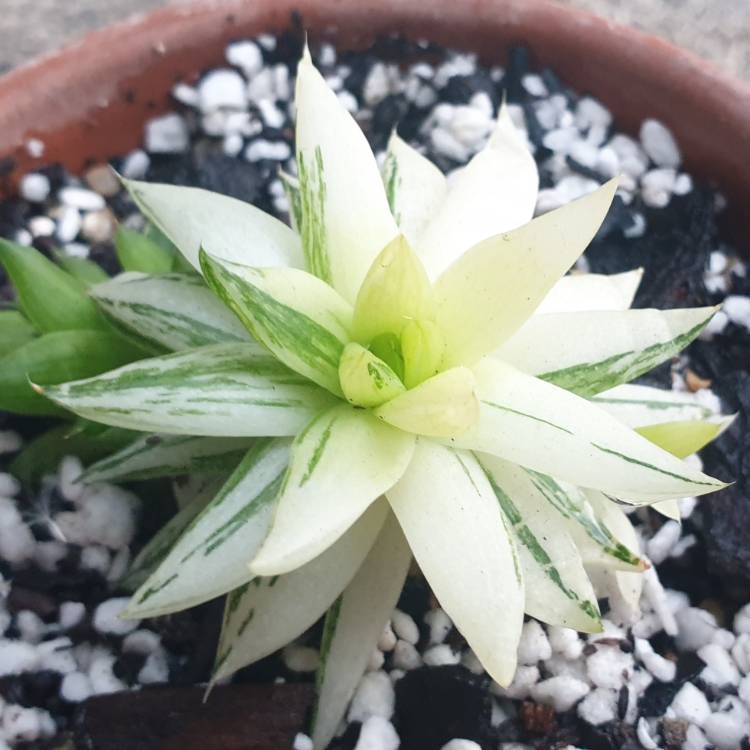 Plant image Haworthia Batesiana Variegated