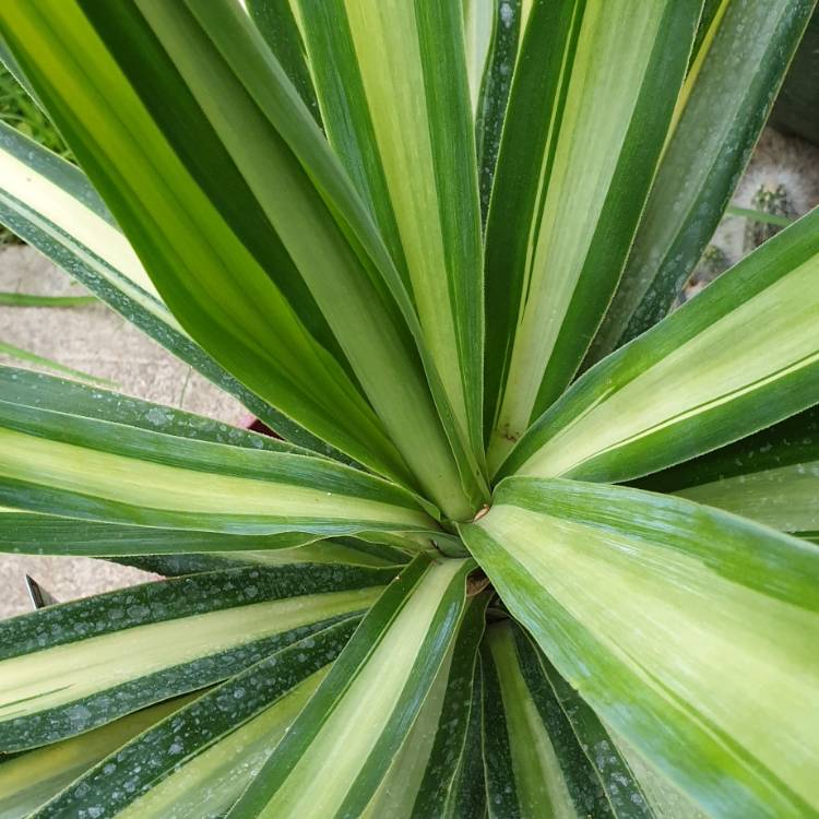 Plant image Yucca filamentosa 'Color Guard'