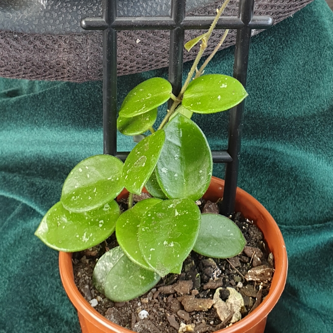 Plant image Hoya 'Mathilde'