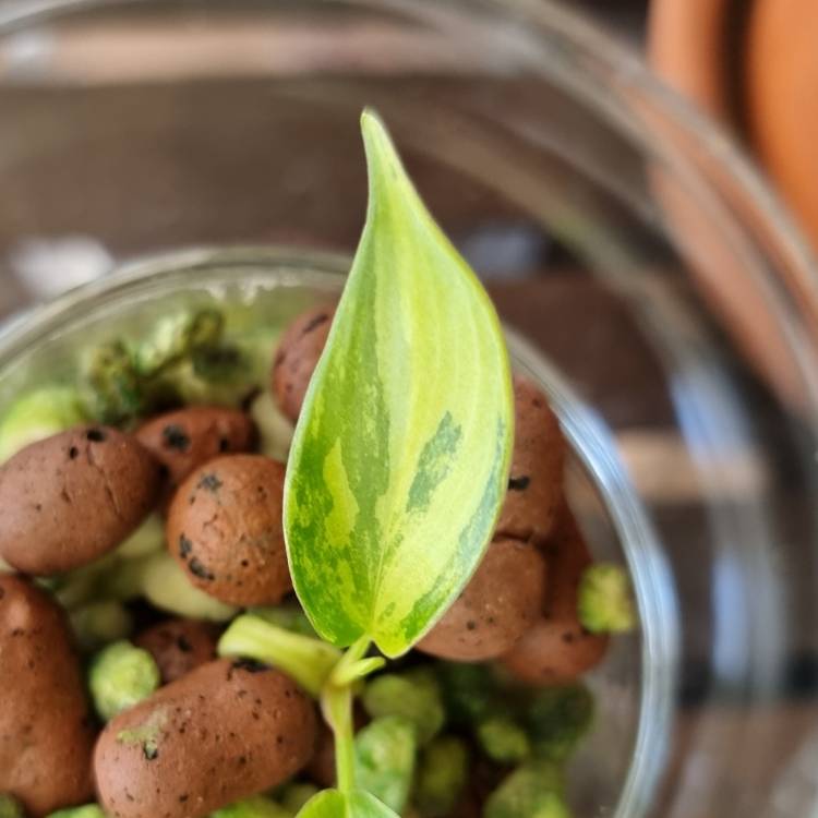 Plant image Philodendron 'Florida Beauty' Variegata