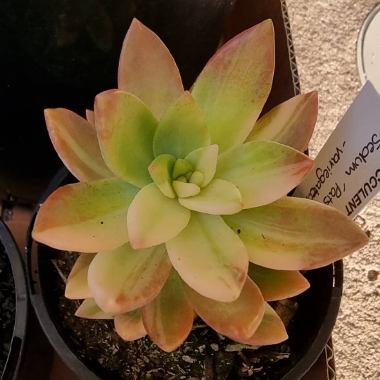 Plant image Sedum Pat's Pink Variegata