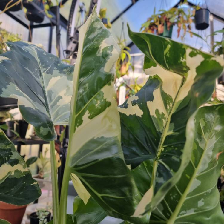 Plant image Alocasia macrorrhizos 'Variegata' syn. Alocasia macrorrhizos 'Albo Variegata'