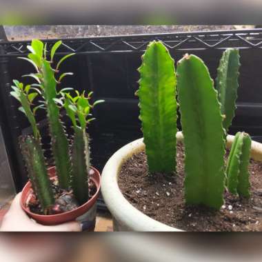 Euphorbia trigona rubra