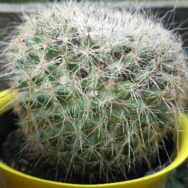 Mammillaria hahniana