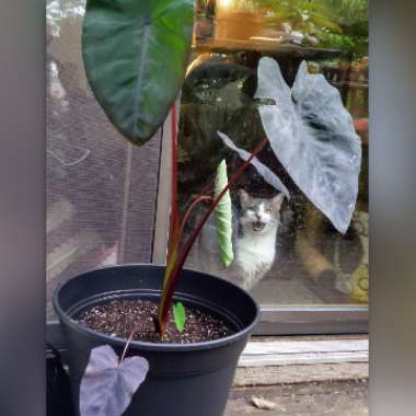 Colocasia esculenta 'Black Magic'