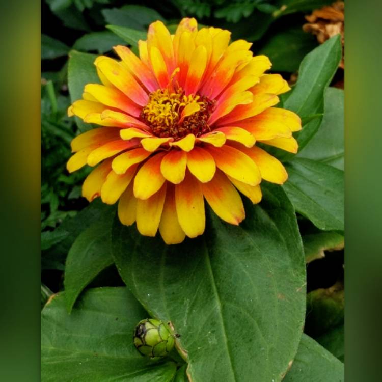 Plant image Zinnia elegans 'Zowie! Yellow Flame'