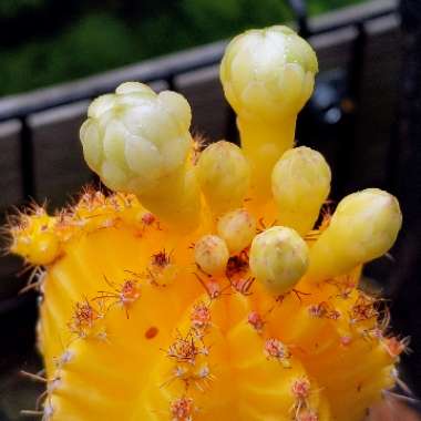 Gymnocalycium mihanovichii (Graft)