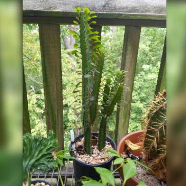 Euphorbia trigona rubra