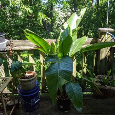 Giant White Bird Of Paradise