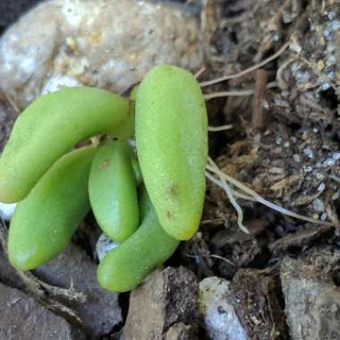 Sedum Hernandezii