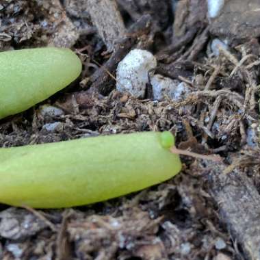 Sedum Hernandezii