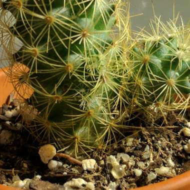 Mammillaria vetula 'Fragilis' syn. Mammillaria gracilis var. fragilis, Mammillaria fragilis