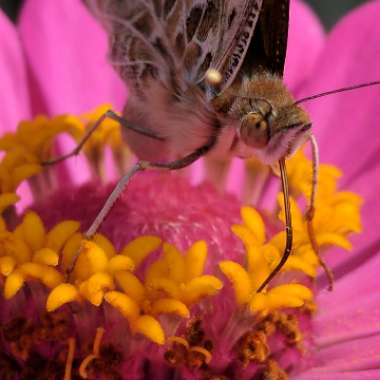 Zinnia elegans 'Purple Prince'