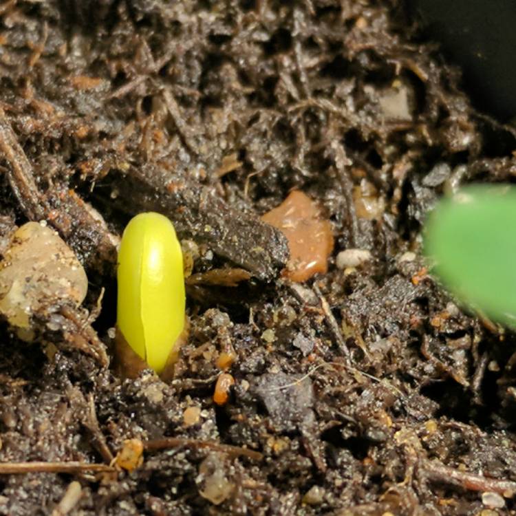 Plant image Lupinus albus