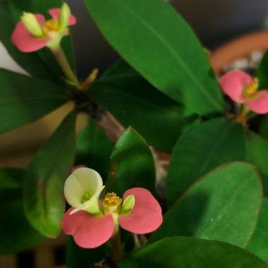 Euphorbia milii - Miniature Variety