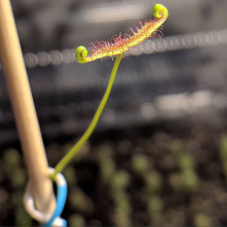 Plant image Drosera binata