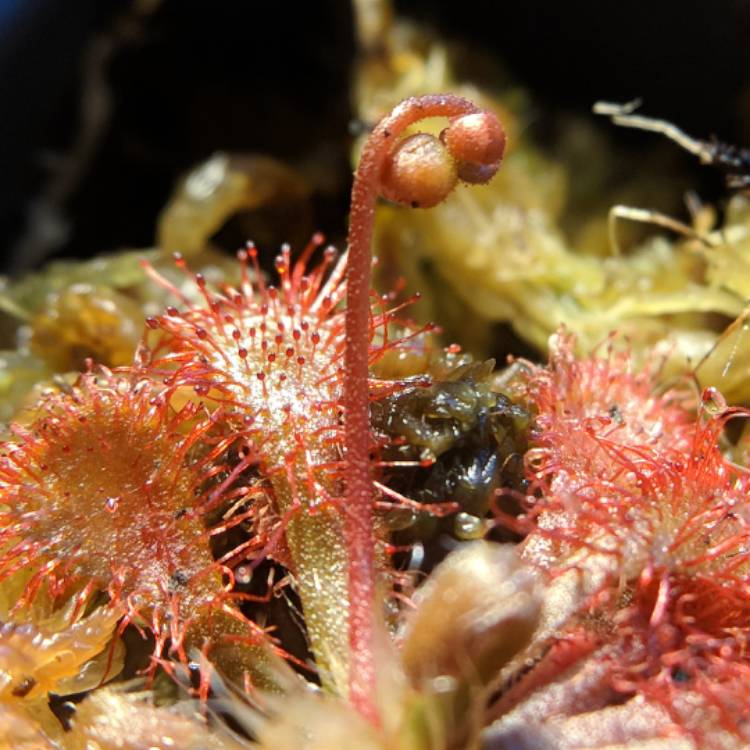 Plant image Drosera 'Lantau Island'