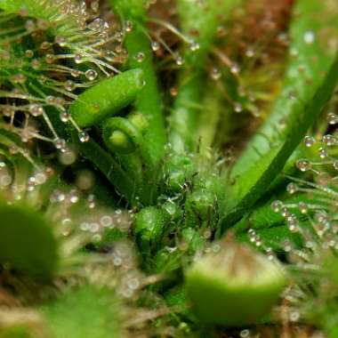 Drosera capillaris