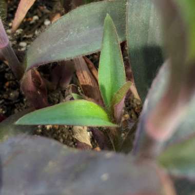 Tradescantia pallida