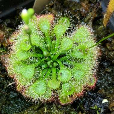 Drosera capillaris