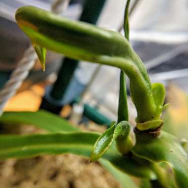 Nepenthes ventrata x