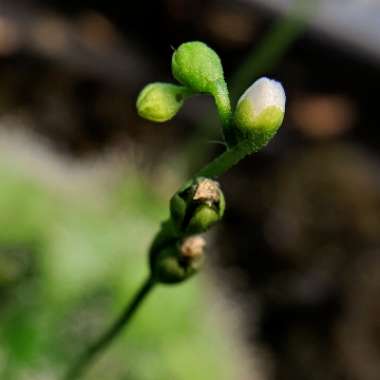 Drosera capillaris