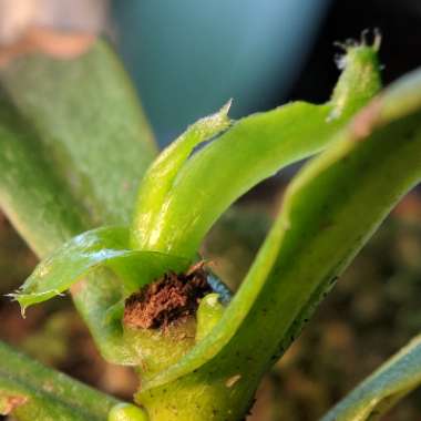 Nepenthes ventricosa