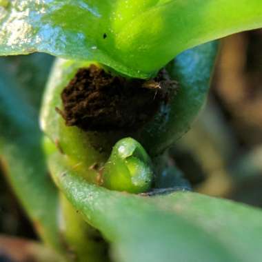 Nepenthes ventricosa