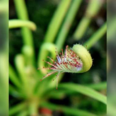 Drosera Capensis