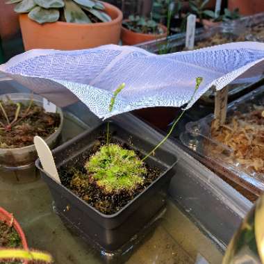 Drosera capillaris