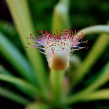 Drosera Capensis