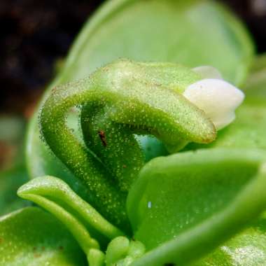 Pinguicula primuliflora