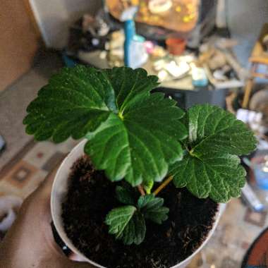 Fragaria x ananassa