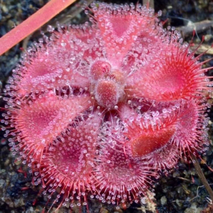 Plant image Drosera burmanii 'Humpty Doo'