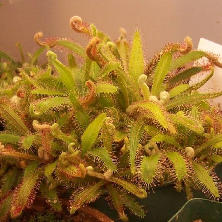 Plant image Drosera Adelae