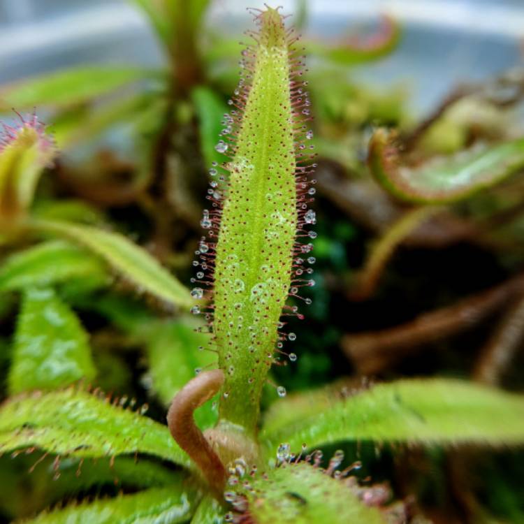 Plant image Drosera Adelae