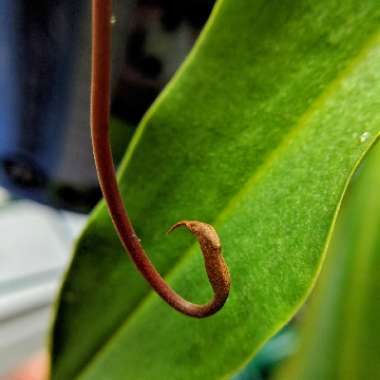 Nepenthes ventrata x