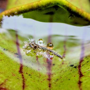 Sarracenia