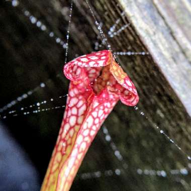 Sarracenia wrigleyana 'Scarlet Belle'