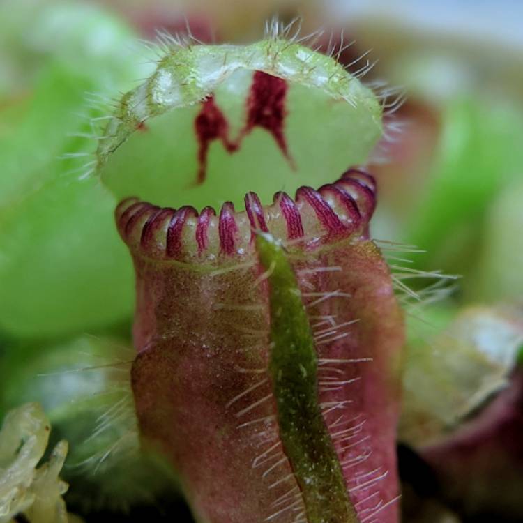 Plant image Cephalotus Follicularis