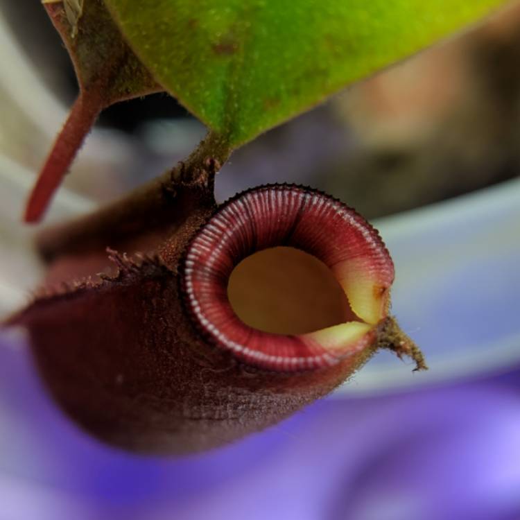 Plant image Nepenthes ventricosa x ampullaria 'Lady Luck'