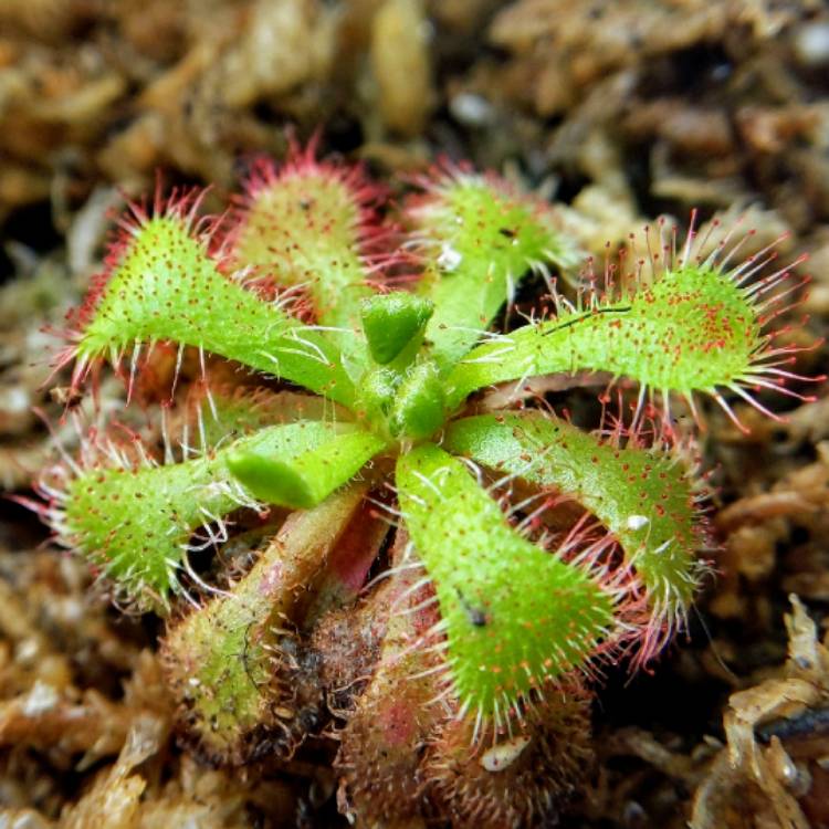 Plant image Drosera Natalensis