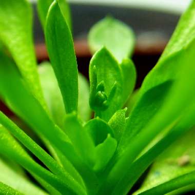 Stylidium Debile 