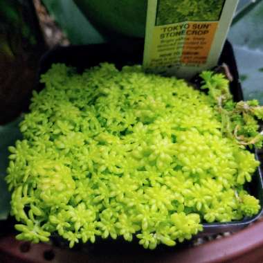 Sedum japonicum 'Tokyo Sun'