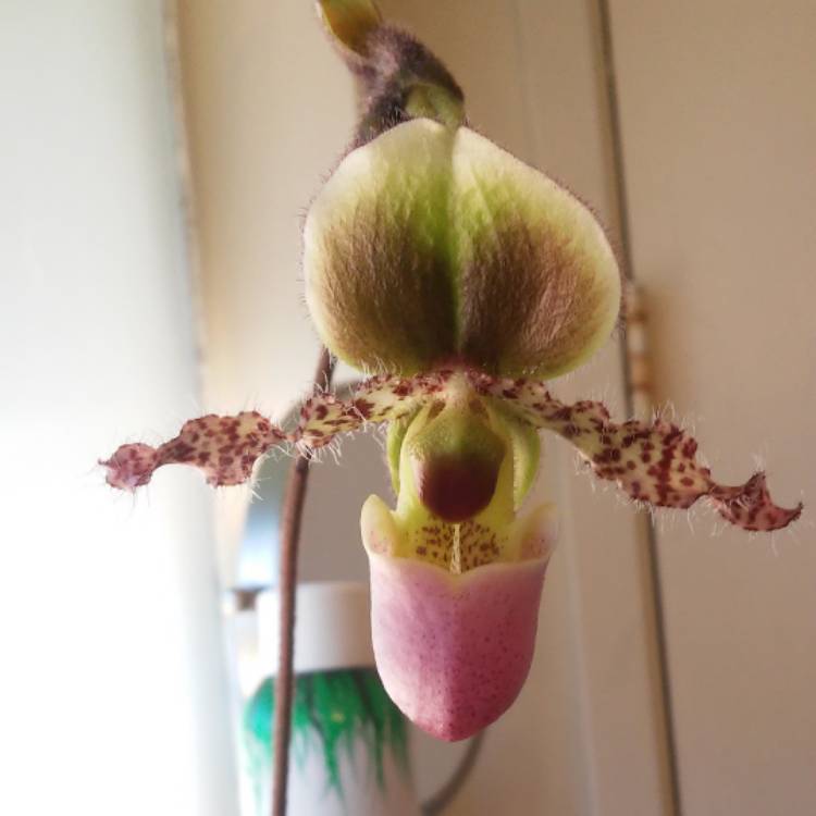 Plant image Paphiopedilum glaucophyllum