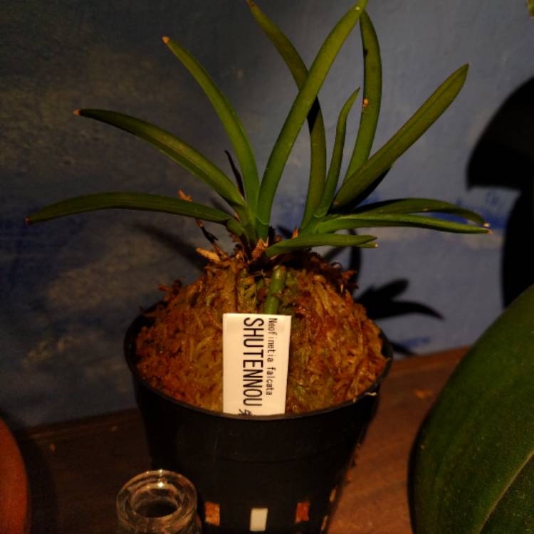 Plant image Vanda falcata syn. Neofinetia falcata