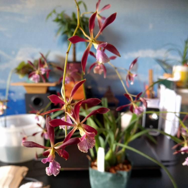 Plant image Encyclia Plicata